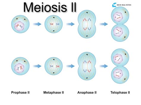 11.2.2: Meiosis II .